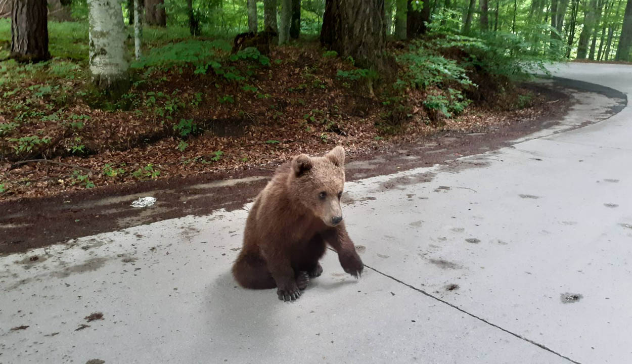 Kitiltják a Szent Anna-tó és a Mohos tőzegláp környékéről a medvéket etető személyeket