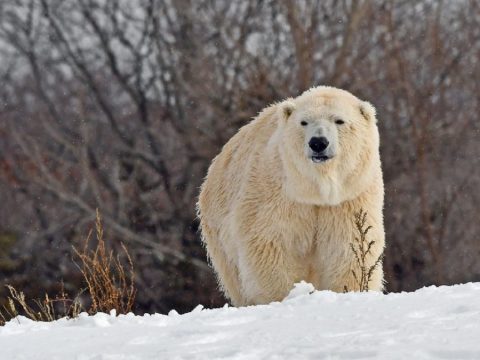 A klímaváltozás miatt éhező jegesmedvék a szemétben keresnek táplálékot