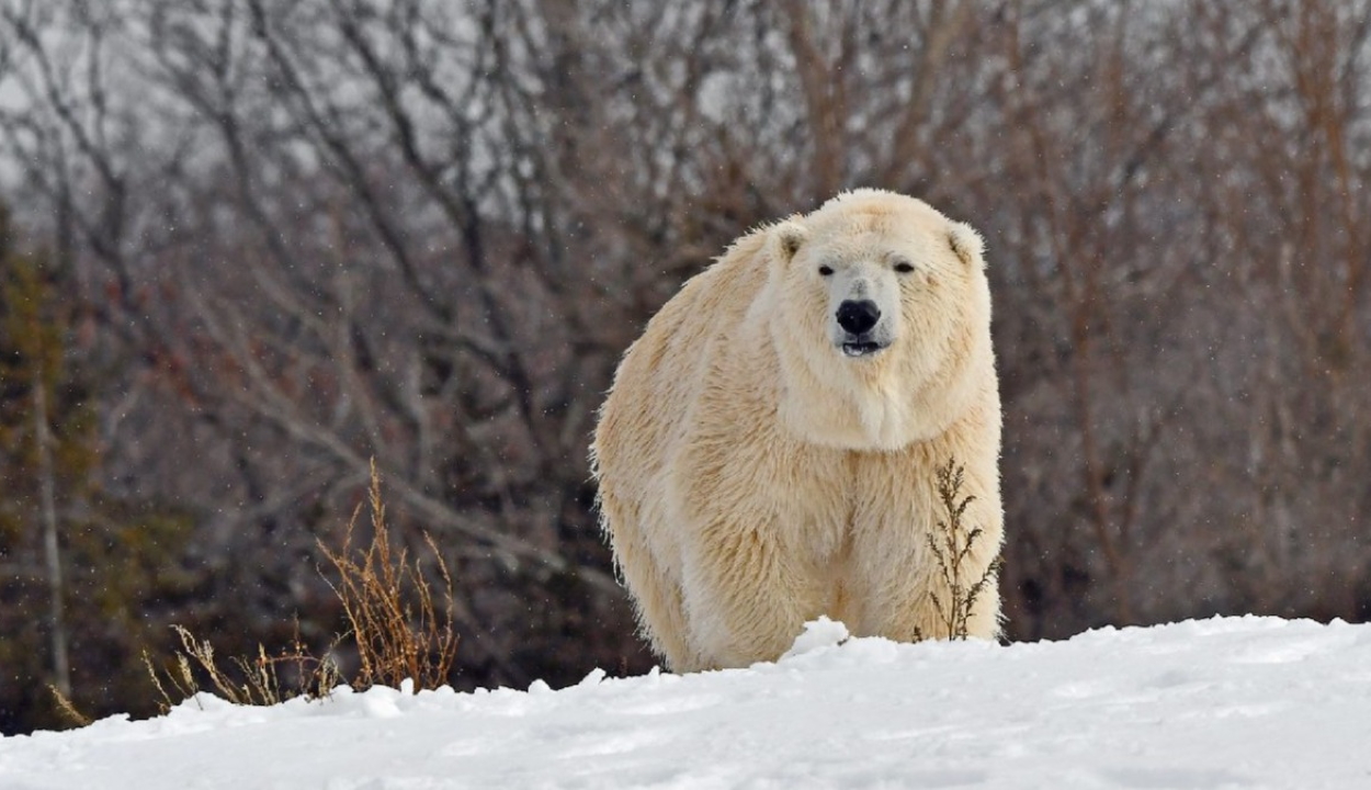 A klímaváltozás miatt éhező jegesmedvék a szemétben keresnek táplálékot