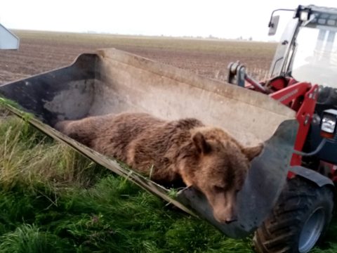Medvét ütöttek el Csernátonban