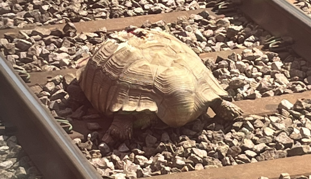 Óriásteknős állította le több órára a vonatforgalmat Angliában