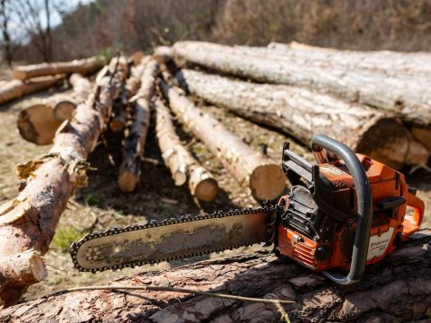 Illegális fakitermelésre szakosodott bűnszövetkezetnél tart házkutatásokat a rendőrség