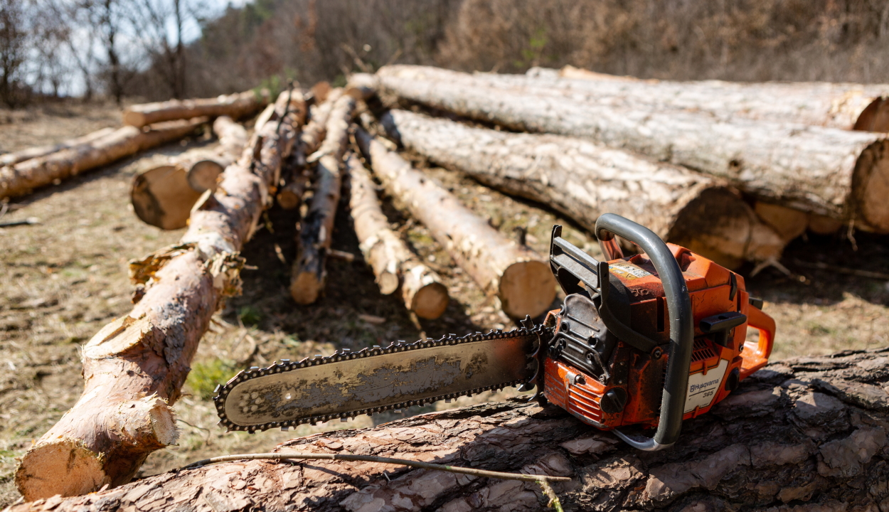 Illegális fakitermelésre szakosodott bűnszövetkezetnél tart házkutatásokat a rendőrség
