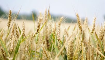 Putyin lehetségesnek nevezte az ukrajnai gabonaexport korlátozását