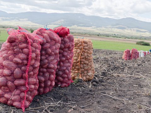 Kevesebb pityóka termett idén, az ára pedig közel a duplájára emelkedett