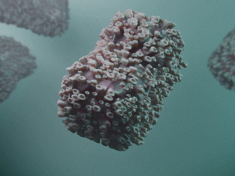 A WHO megváltoztatja a majomhimlő elnevezését