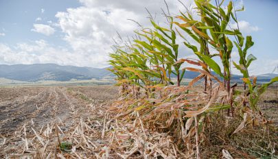 Hektáronként 1500 lejig terjedő állami támogatást kaphatnak az aszálykárosult gazdák