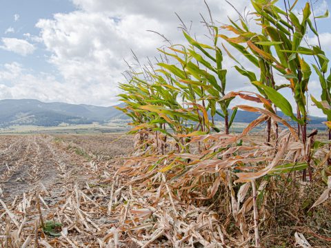 Hektáronként 1500 lejig terjedő állami támogatást kaphatnak az aszálykárosult gazdák
