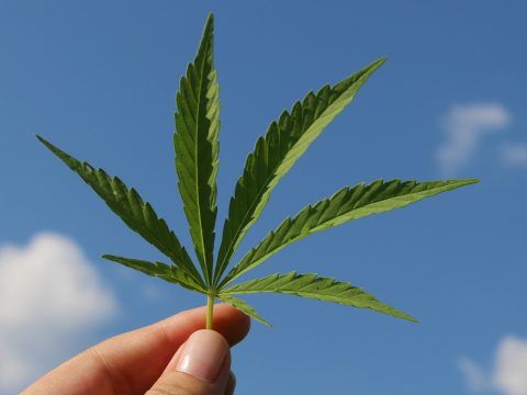 Legalizálná a kannabiszt a német kormány