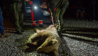 243 medvét lőttek ki engedéllyel 2019 júliusa óta