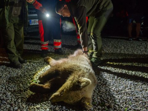 243 medvét lőttek ki engedéllyel 2019 júliusa óta