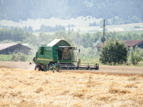 Mezőgazdasági miniszter: az idei búzatermésbiztosítja az ország szükségleteit és exportra is marad