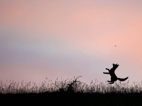 Ritka pillanatok a természet szépségeiről