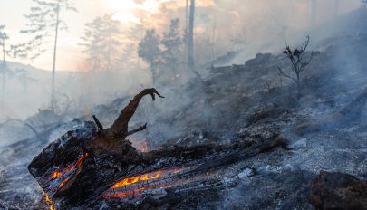 EU: több mint félmillió hektárnyi terület vált a lángok martalékává tavaly