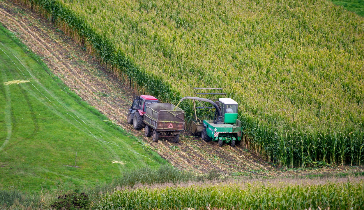 Az utóbbi 15 év leggyengébb kukoricatermése várható idén Romániában