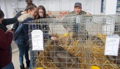 Székelyföldi kisállatexpó Sepsiszentgyörgyön