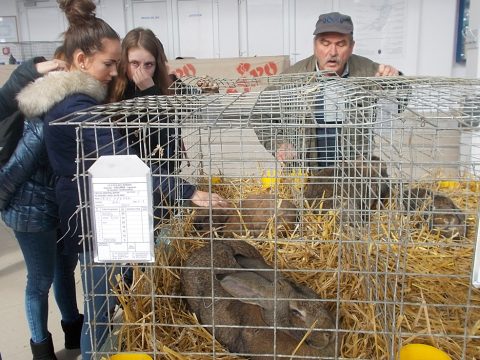 Székelyföldi kisállatexpó Sepsiszentgyörgyön