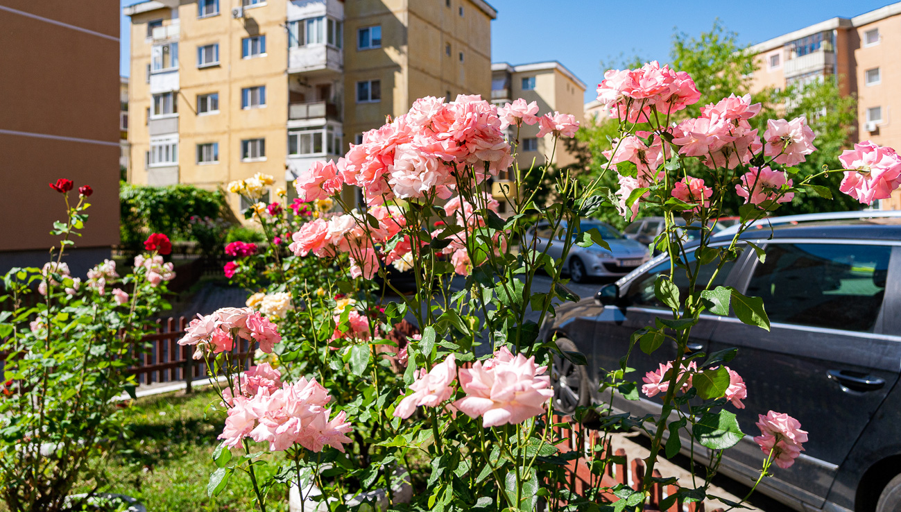 Több támogatás zöldövezetek szépítésére