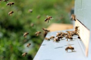 Kezdődik a hordás. Idén is nehéz év elé néznek a hazai méhészek (fotó: 123RF)