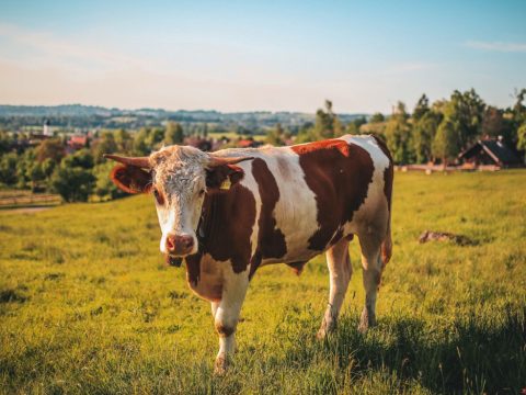 Újból igényelhető lesz a szarvasmarhák után járó támogatás