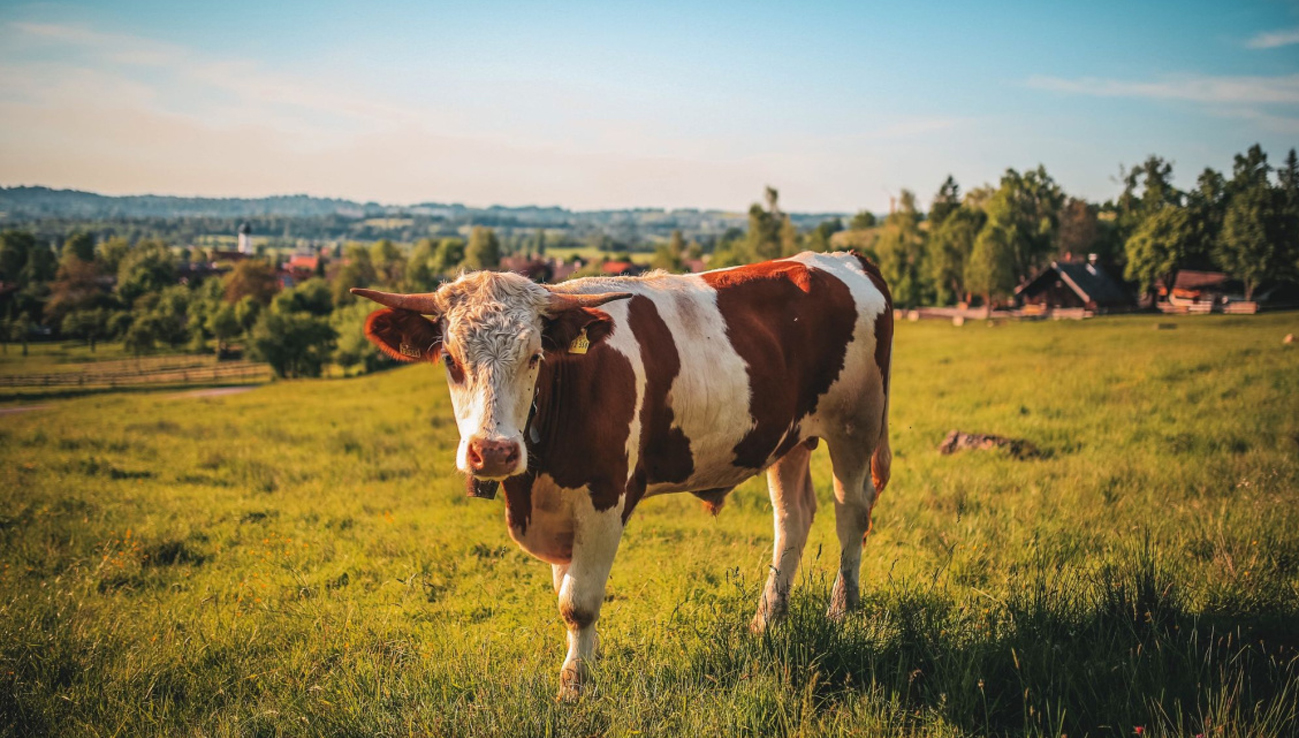 Újból igényelhető lesz a szarvasmarhák után járó támogatás