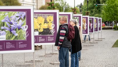 Közszemlén Háromszék védett növényvilága