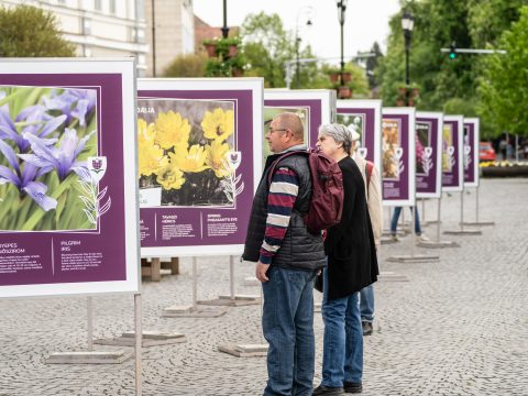 Közszemlén Háromszék védett növényvilága