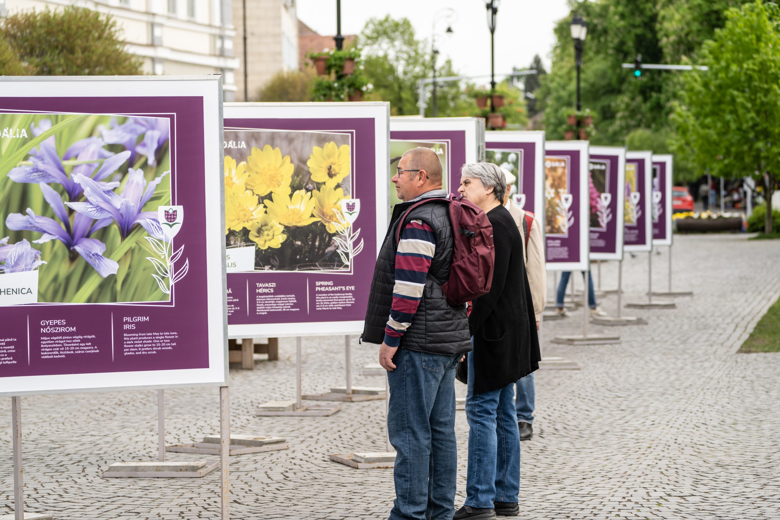 Közszemlén Háromszék védett növényvilága