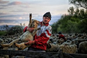 Pásztorélet (fotó: Unguran Károly/Székely Kalendárium)