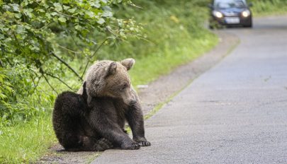 Brüsszeli látogatók medveügyben