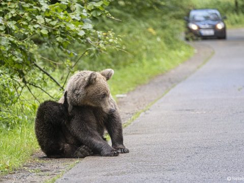 Brüsszeli látogatók medveügyben