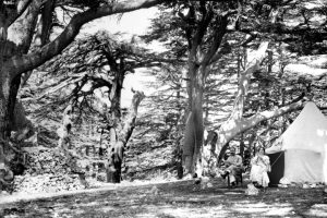 Libanoni sátrazók mögött balra középen a Magányos cédrus. A felvétel egy 1900–1920 között készült sztereófotó részlete – fotó: Library of Congress / G. Eric and Edith Matson Photograph Collection 