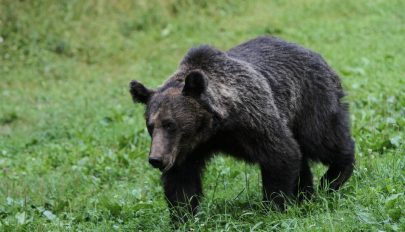 Jó, hogy van medvekvóta – bár sok még a tennivaló