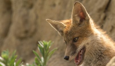„Hívogató” Sepsiszentgyörgy: rókák, medvék vaddisznók a városban