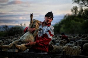 Illyefalvi pásztor
Ungurán Károly/Székely Kalendárium
