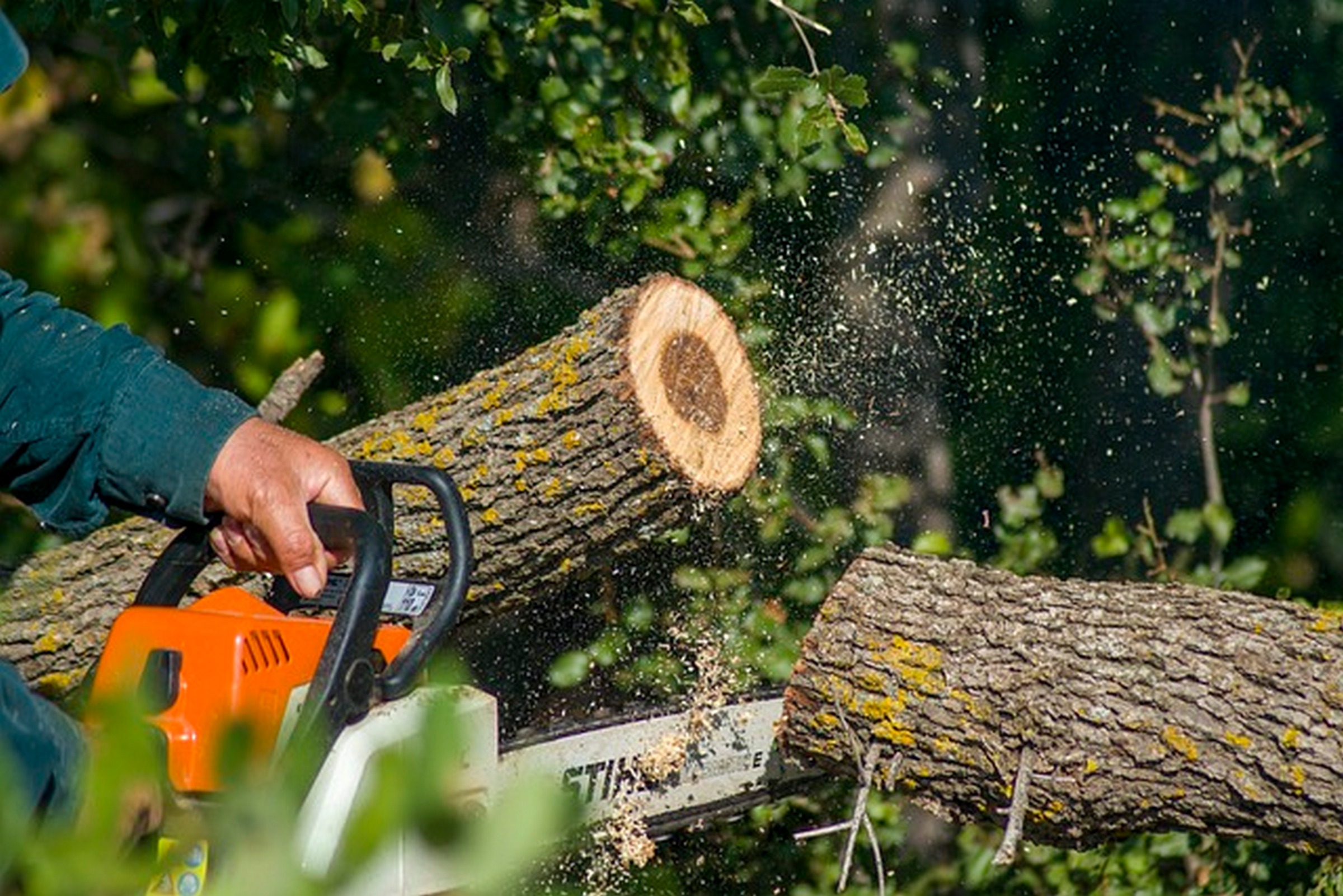 Erdészeti bűncselekmény gyanújával nyomoznak