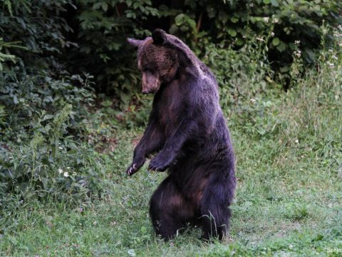 A nádasba hurcolta a medve a pásztort, mégis szerencsésnek mondhatja magát