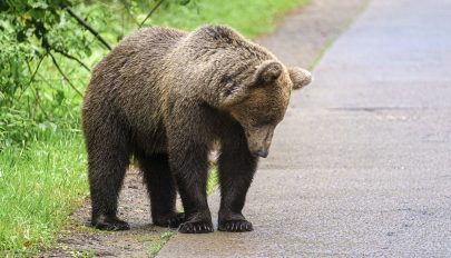 Több mint egymillió lejes kárt okoztak idén a medvék Háromszéken