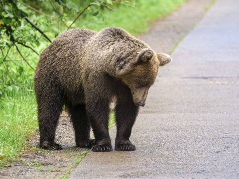 Megszavazta a szenátus a medvevadászat visszavezetését