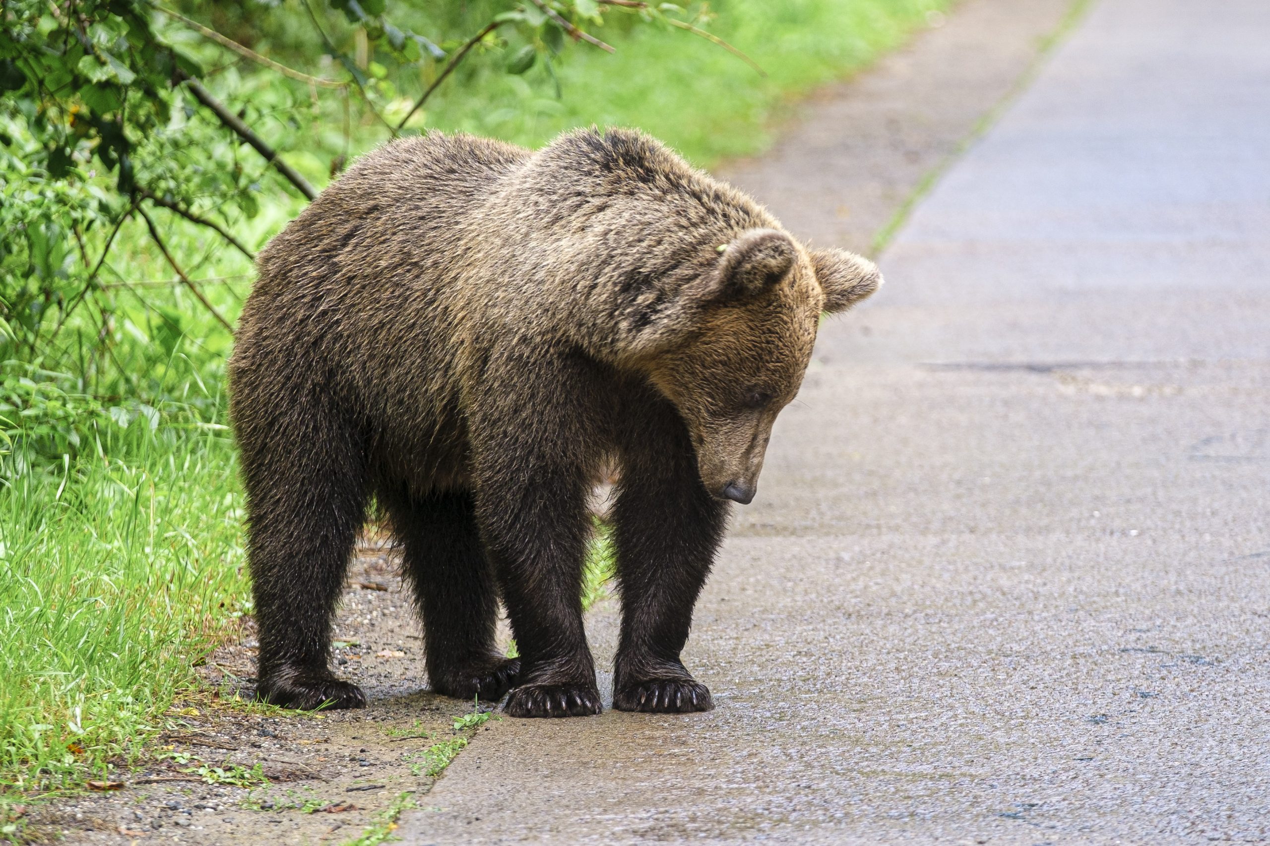 Több mint egymillió lejes kárt okoztak idén a medvék Háromszéken