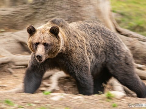 Minimum 2000 medvének nem jut élőhely az országban – de inkább 4000-nek