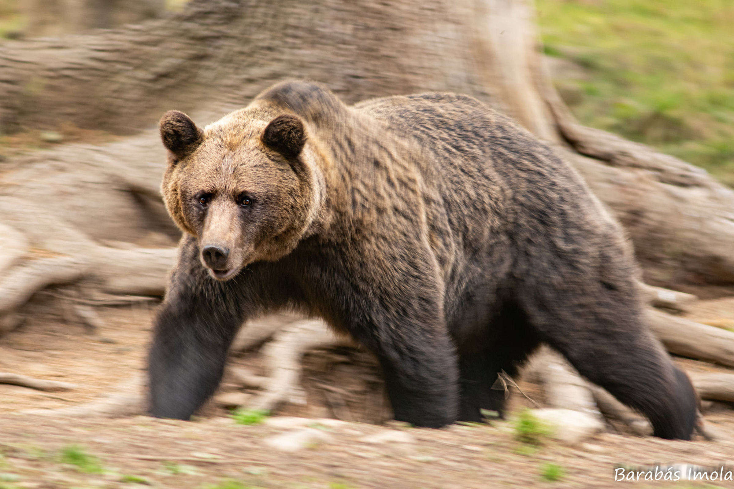 Minimum 2000 medvének nem jut élőhely az országban – de inkább 4000-nek