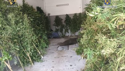 Kannabisz-ültetvényeket talált a rendőrség Sepsikőröspatakon