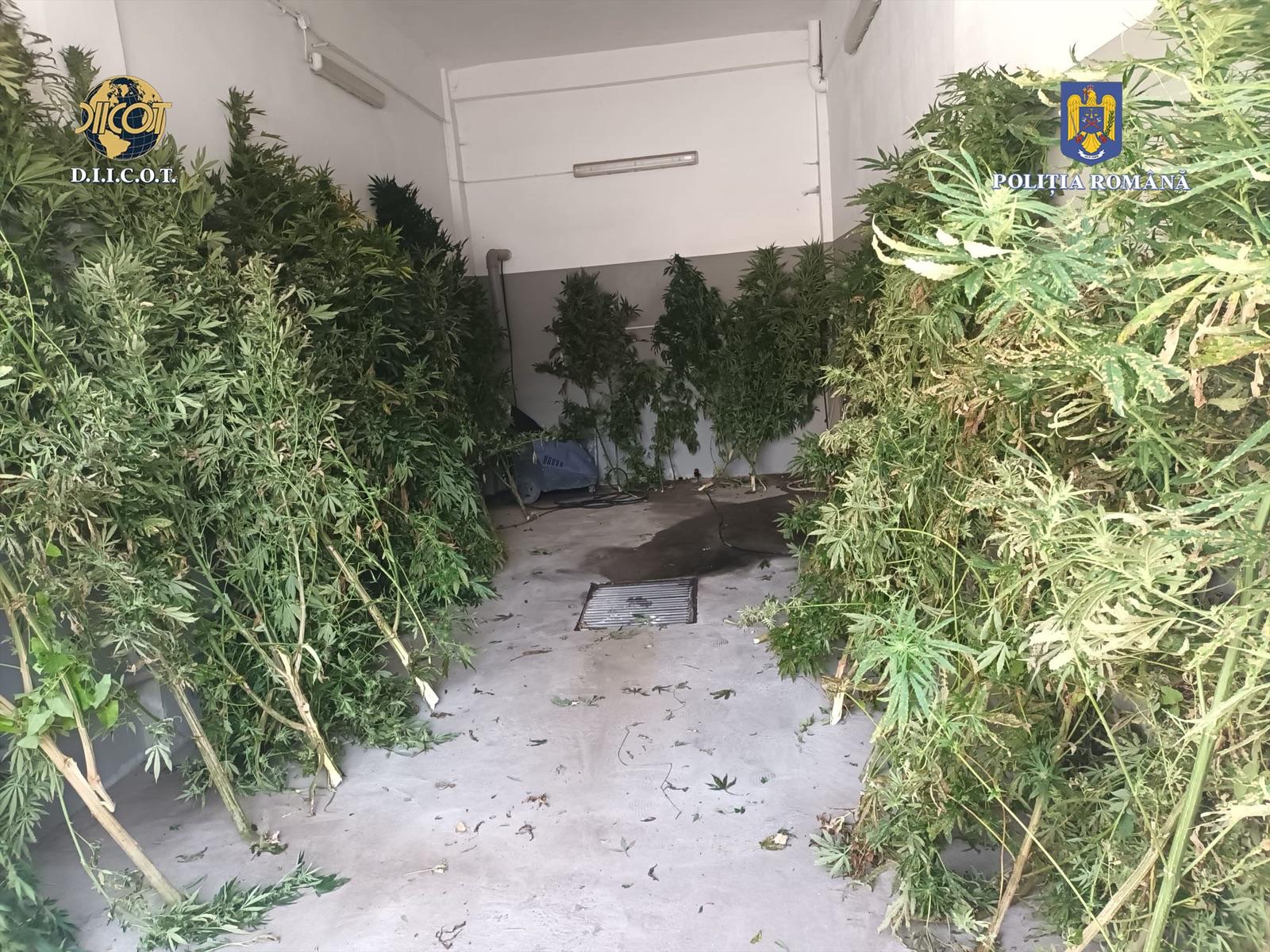 Kannabisz-ültetvényeket talált a rendőrség Sepsikőröspatakon
