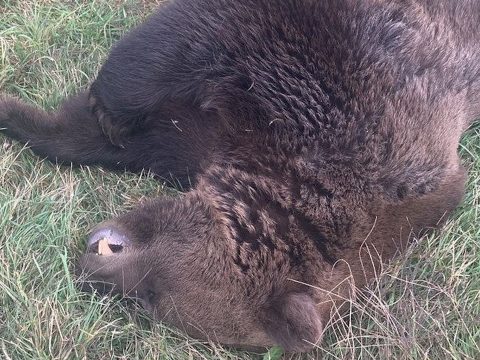 Medvét ütöttek el Lemhény közelében