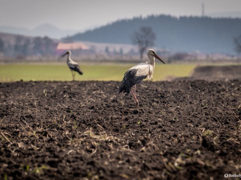 A fehér gólyák is szeretik Székelyföldet