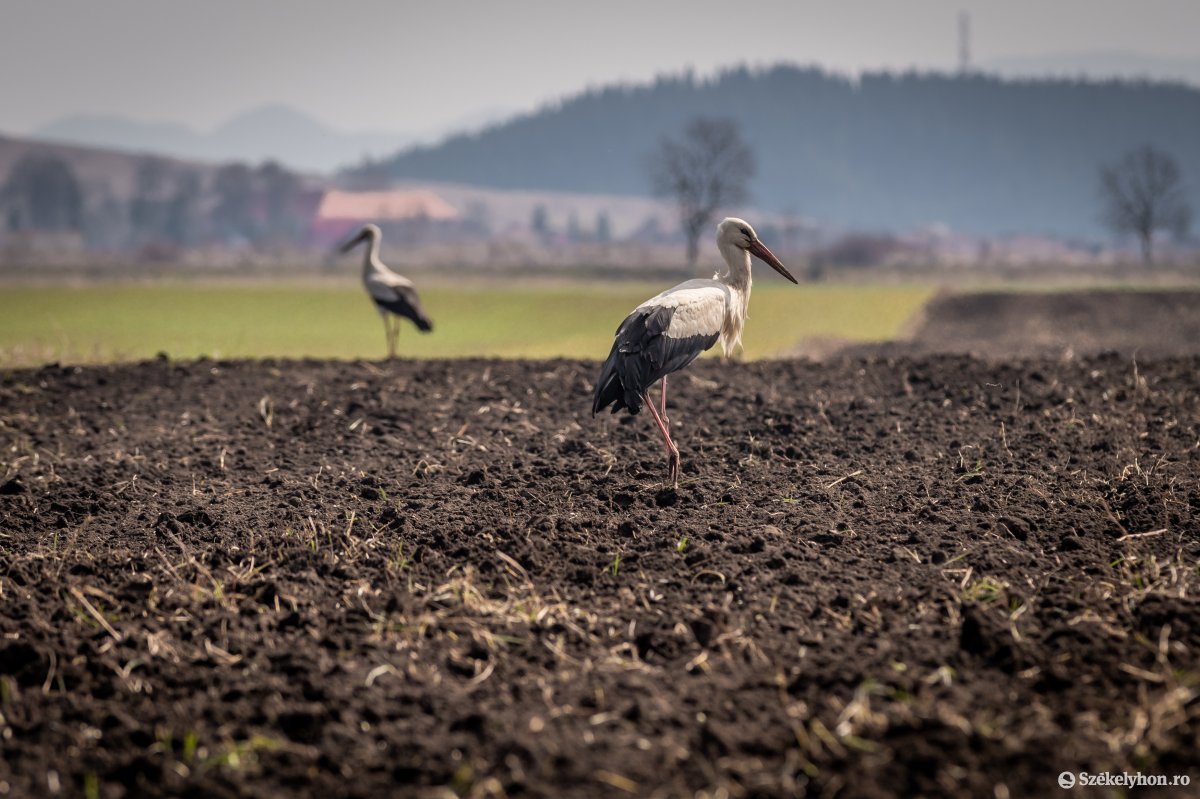 A fehér gólyák is szeretik Székelyföldet