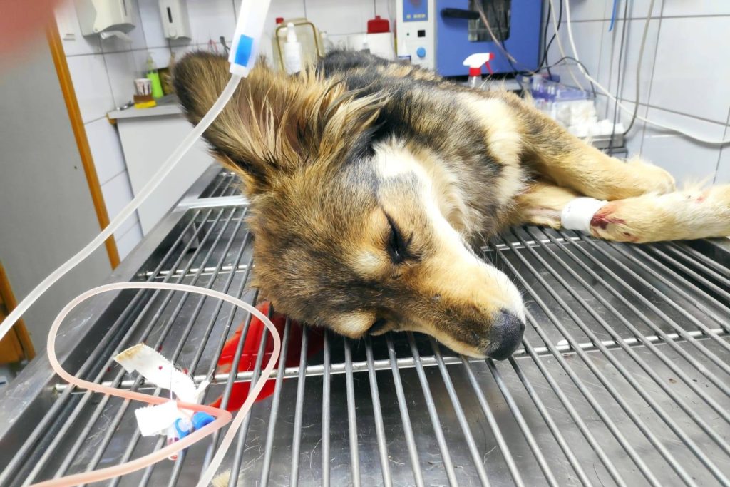 Műtétre váró kutyus, akit az egyesület tagjai mentettek meg
FOTÓ: JUSTICE FOR ANIMALS FACEBOOK-OLDALA