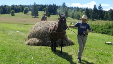 A néprajzkutató éppen szénaboglyát vontat lóval. Fotó: Sepsiszéki Nagy Balázs személyes archívuma