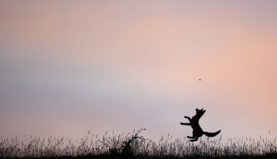 Kézdivásárhelyi fotográfus készítette az év természetfotóját